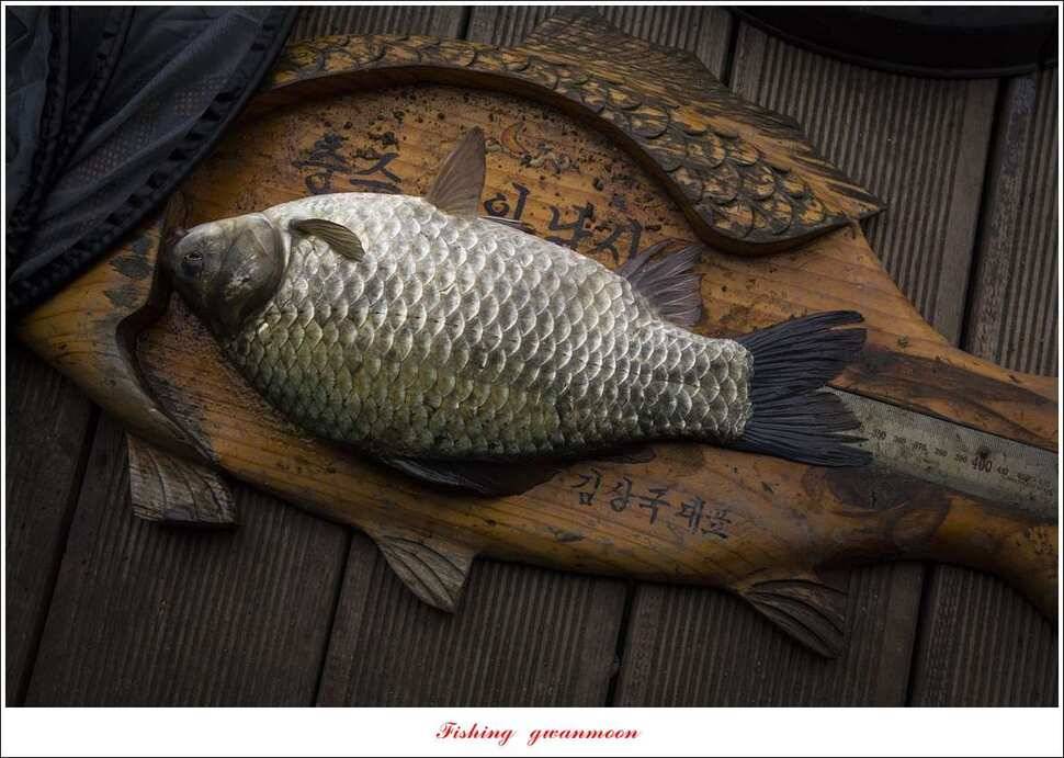 제일 낚시터 37cm35 cm 월척 및 마릿수 조황 (조황조행기 - 특파원조황)