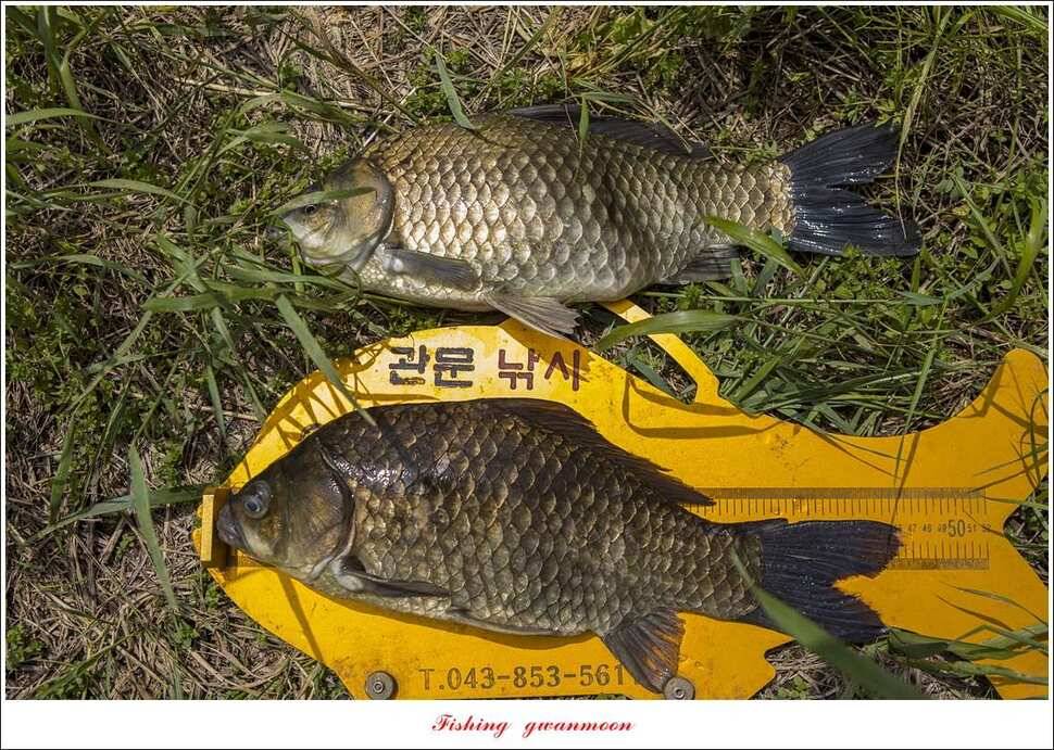 추평지 사짜병호 38 cm돌감한버들 실리곡 월척 조황 (조황조행기 - 특파원조황)