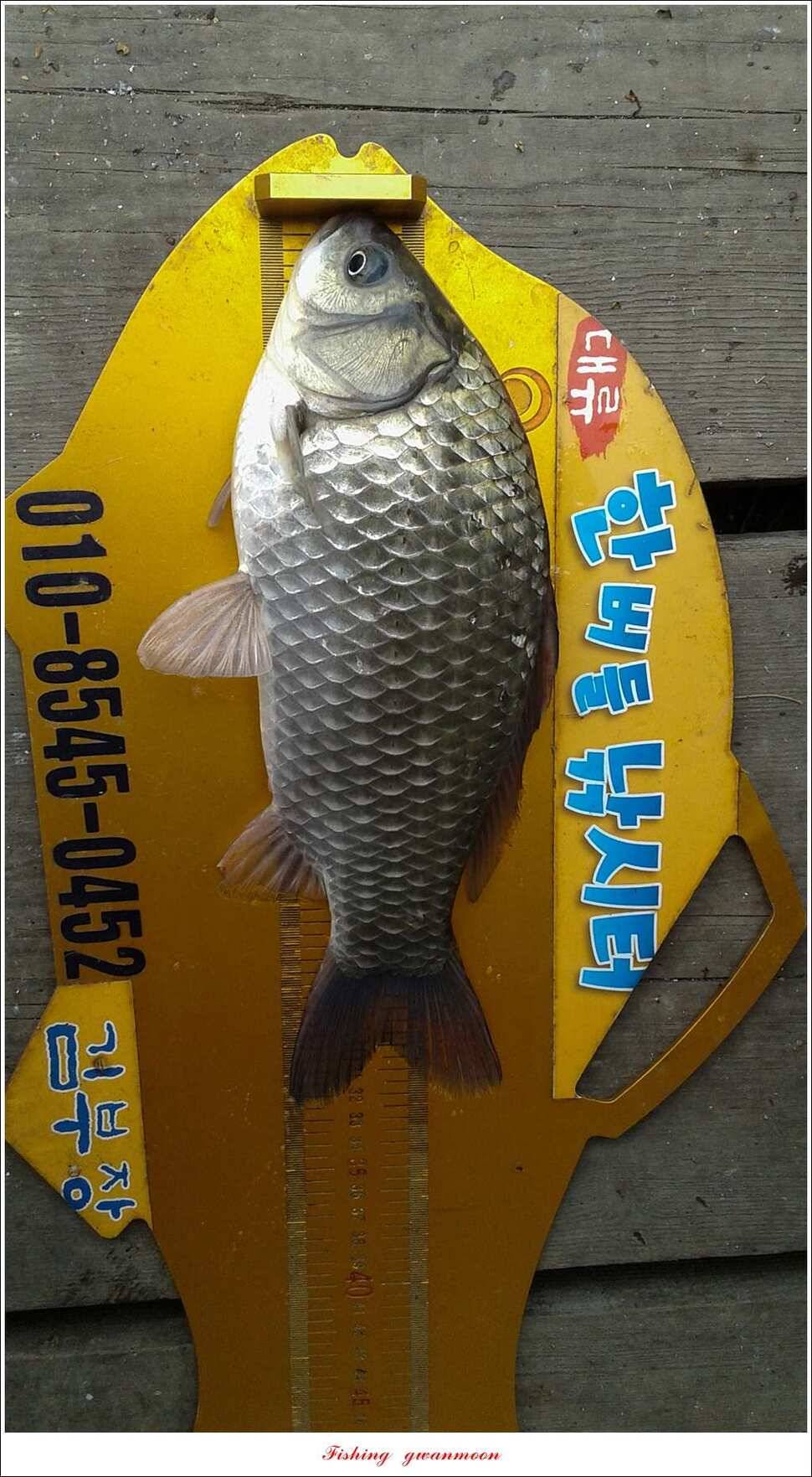 돌감한버들실리곡제일 월척 조황 (조황조행기 - 특파원조황)