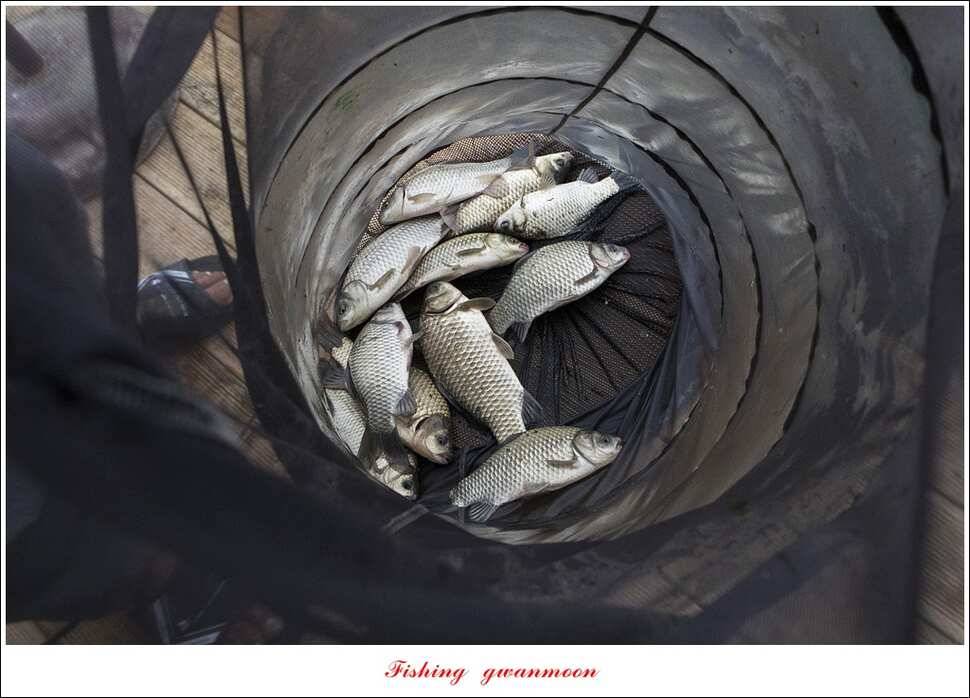 한버들실리곡매전지 조황 (조황조행기 - 특파원조황)