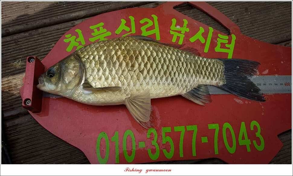 실리곡 43 cm신리 월척화곡지 호조황 (조황조행기 - 특파원조황)
