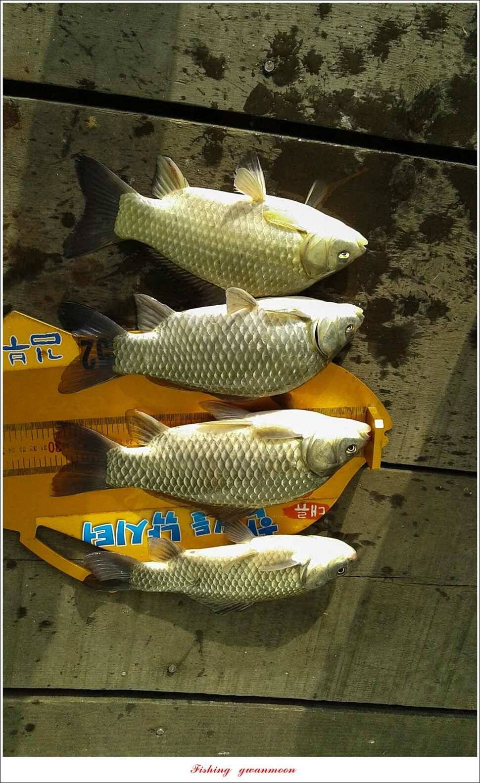 윤 낚시터 41 cm 늘푸른 16 kg 장어실리곡 37 cm한버들 월척 조황 (조황조행기 - 특파원조황)