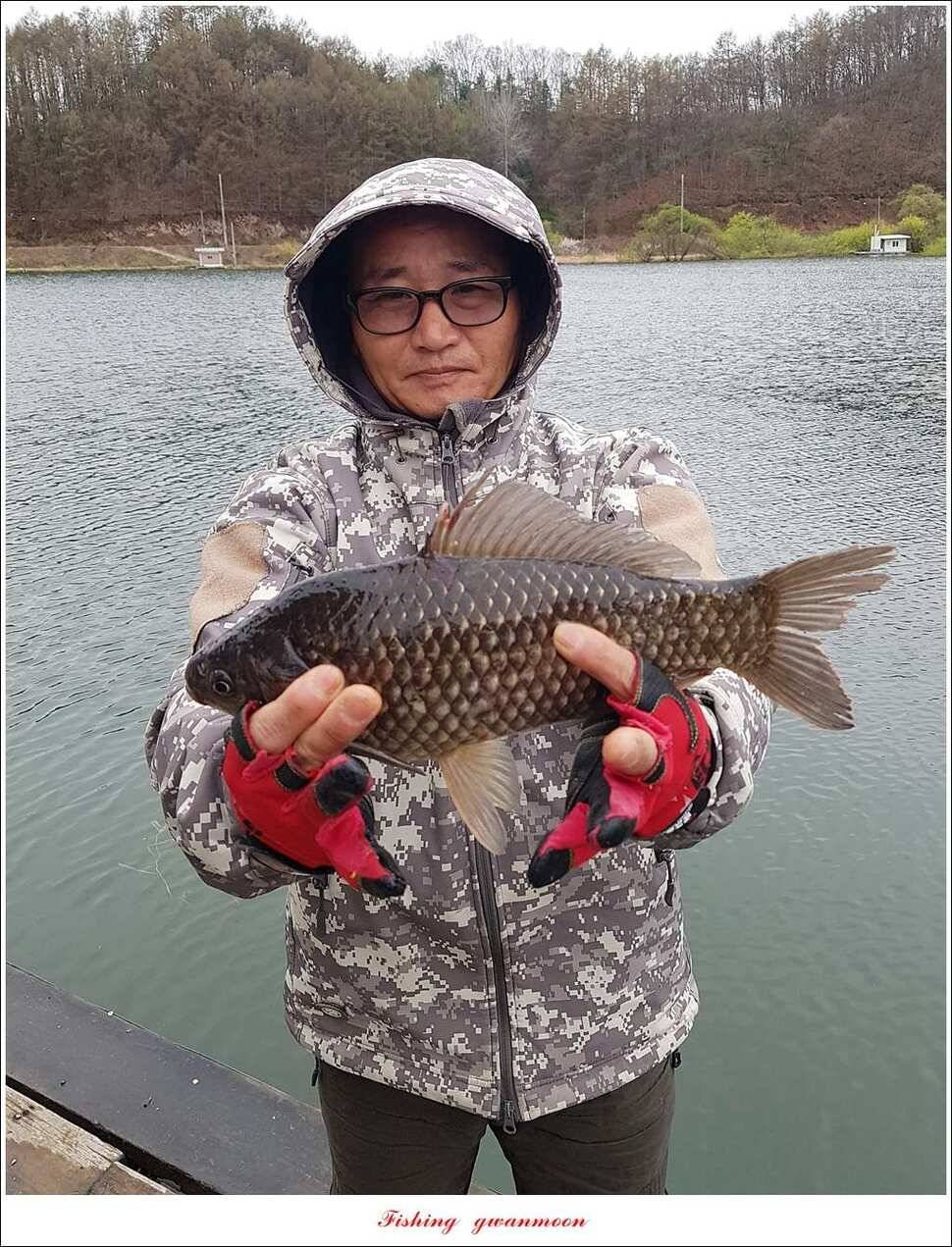 화곡지 사짜실리곡 마릿수 조황 (조황조행기 - 특파원조황)