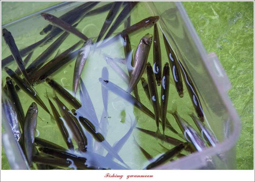 빙어 낚시물낚시 (조황조행기 - 특파원조황)