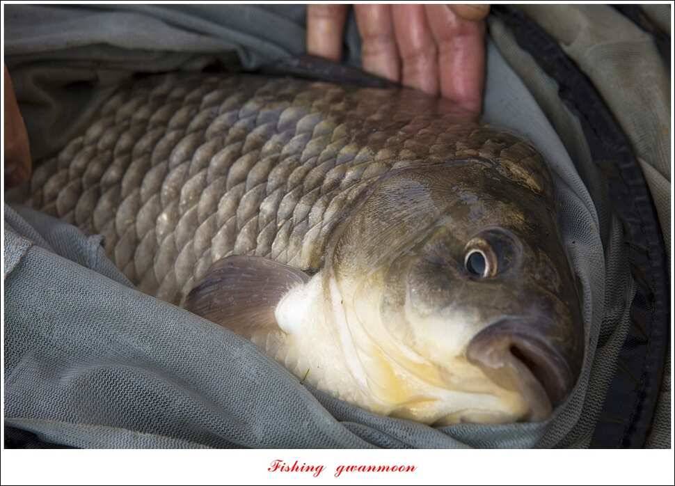 한버들 45 cm 외 사짜사짜 대박 (조황조행기 - 특파원조황)