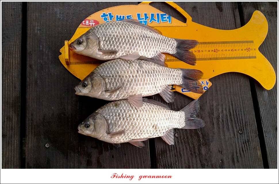 한버들 38 cm 및 마릿수 월척 실리곡 월척 조황 (조황조행기 - 특파원조황)