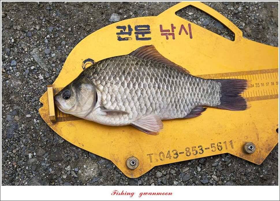 매전지화곡지돌감실리곡한버들 조황 (조황조행기 - 특파원조황)