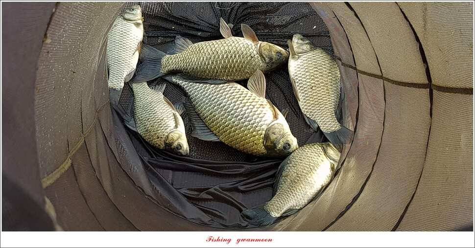 실리곡청풍 신리 월척 조황 (조황조행기 - 특파원조황)