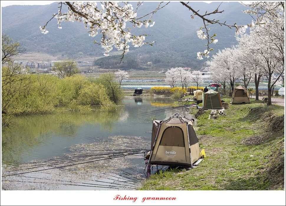 실리곡달천강매전지칠성지 (조황조행기 - 특파원조황)