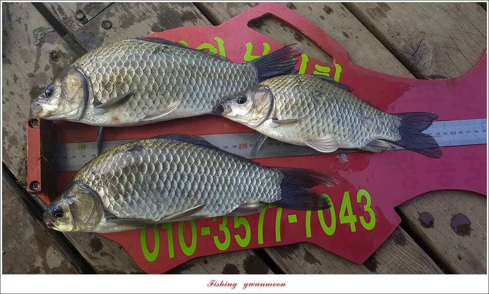 청풍 신리실리곡 월척 및 마릿수 조황 (조황조행기 - 특파원조황)
