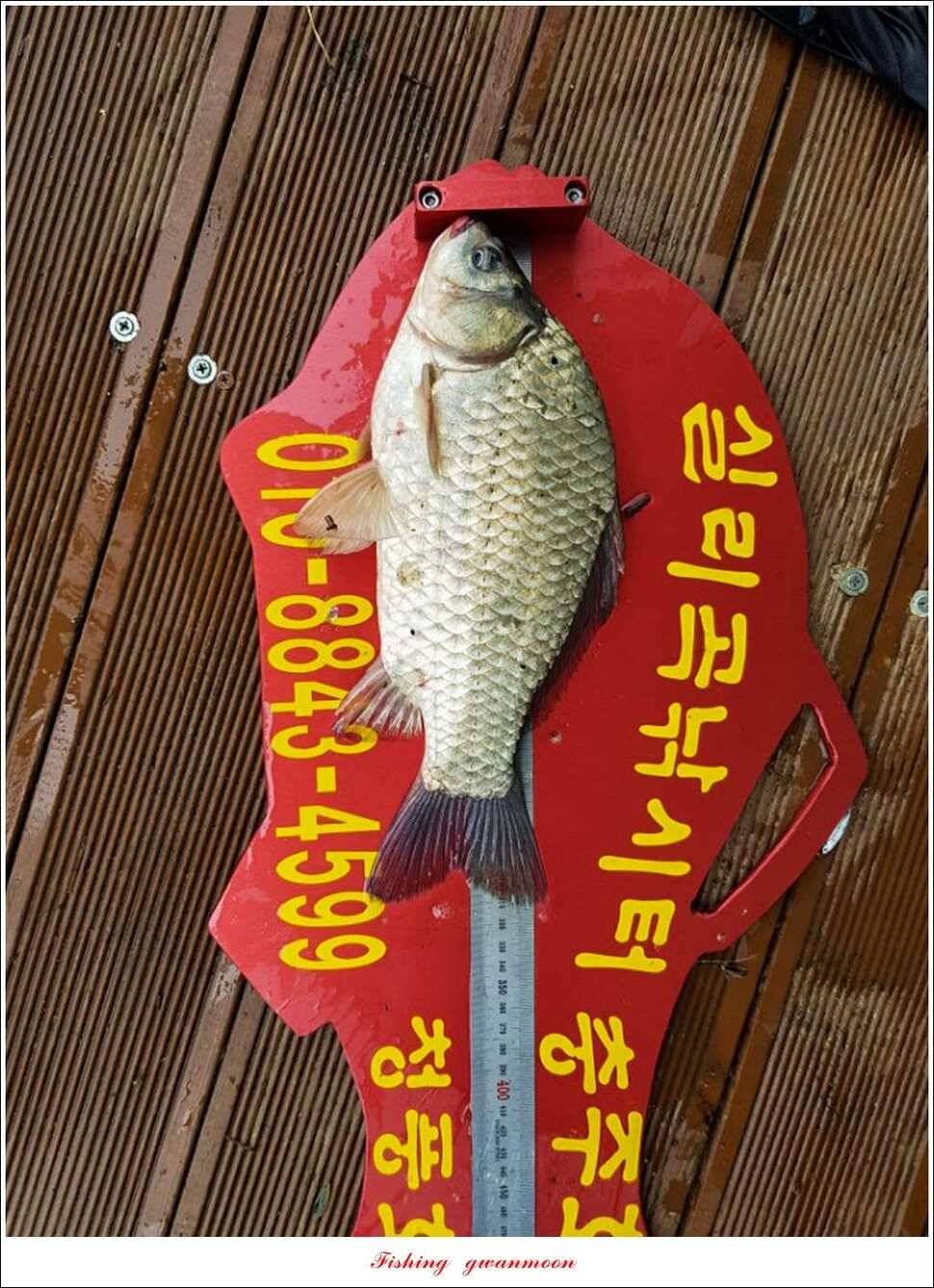 매전지화곡지돌감실리곡한버들 조황 (조황조행기 - 특파원조황)