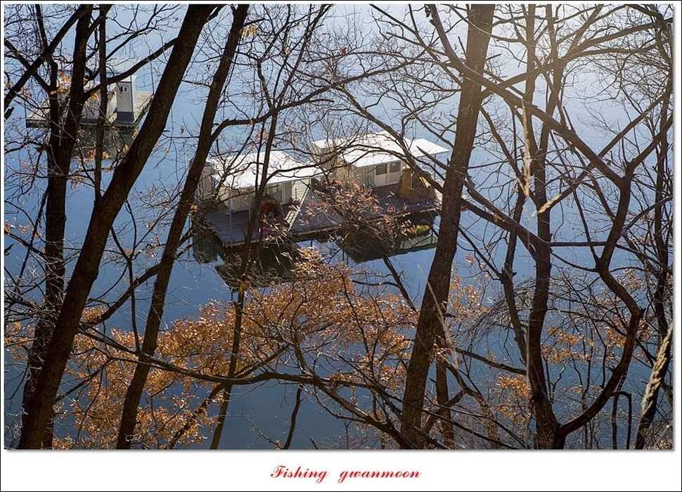 실리곡한버들 월척 및 대형 잉어 조황 (조황조행기 - 특파원조황)