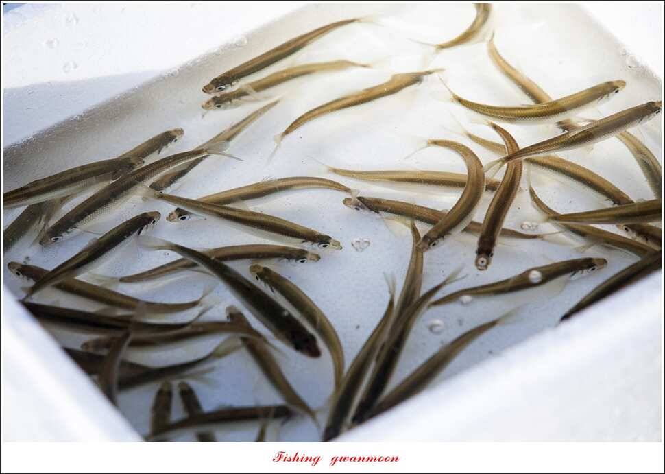 충주호 물낚시와 빙어 낚시 조황 (조황조행기 - 특파원조황)