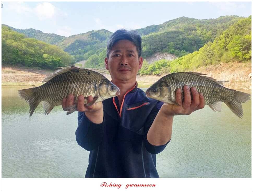 추평 465 cm칠성지 사짜충주호 조황 (조황조행기 - 특파원조황)