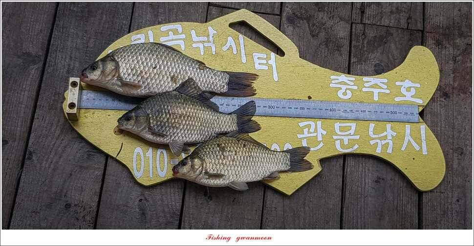 늘푸른 사짜 및 장어신리실리곡달천강 조황 (조황조행기 - 특파원조황)