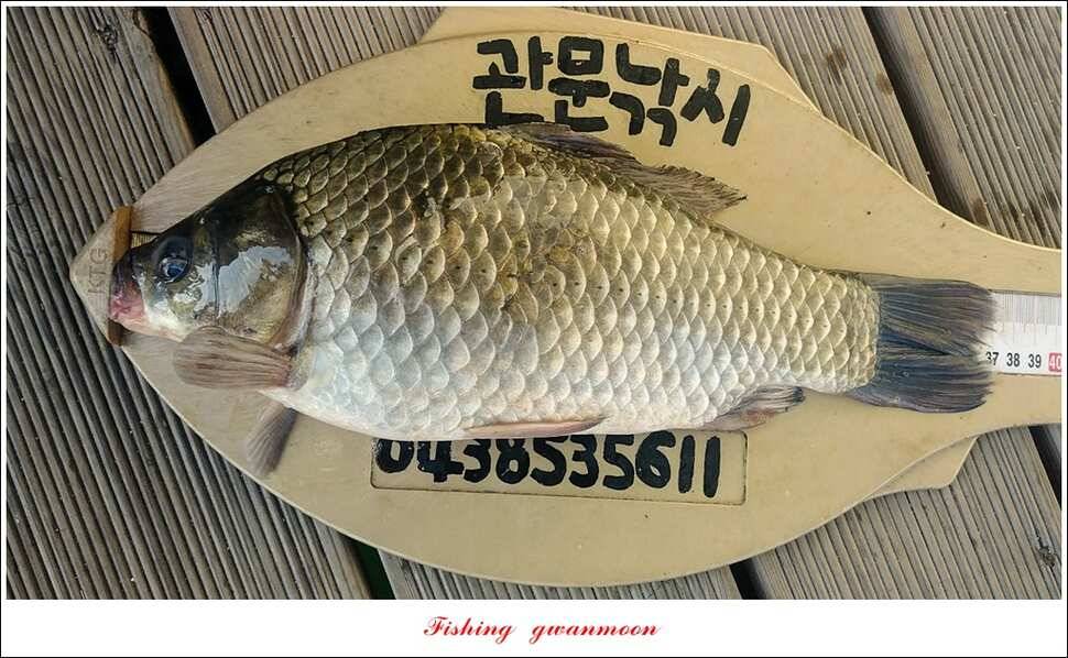 신매 허리급 3 수한버들달천강 마릿수 월척 조황 (조황조행기 - 특파원조황)