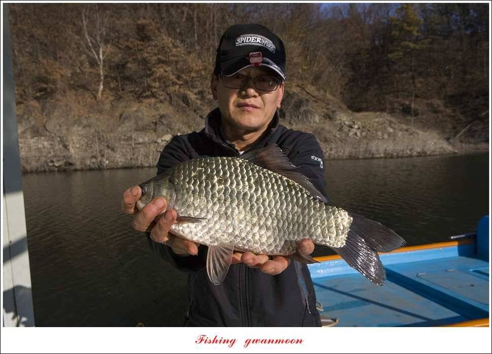 제일 385 cm38 cm신매 35 cm한버들 월척 조황 (조황조행기 - 특파원조황)