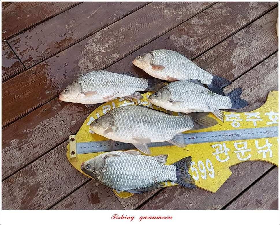 실리곡화곡지달천강 마릿수 월척외 조황 (조황조행기 - 특파원조황)