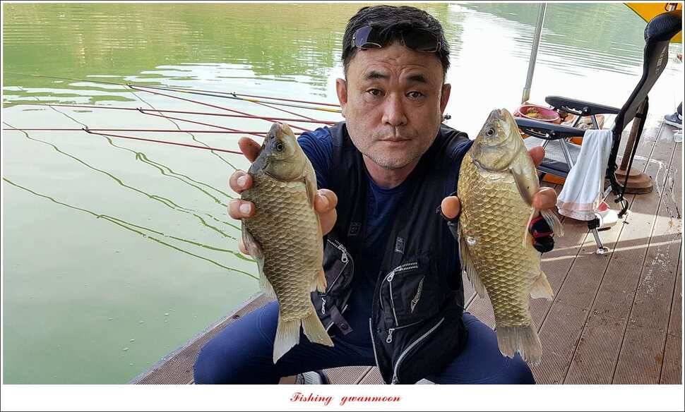 돌감 42 cm늘푸른한버들신리 허리급 월척 및 마릿수 조황 (조황조행기 - 특파원조황)