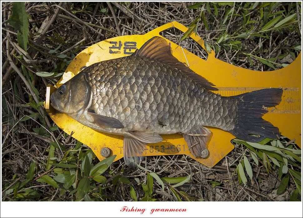 추평지 504 cm485 cm화곡지돌감실리곡 조황 (조황조행기 - 특파원조황)
