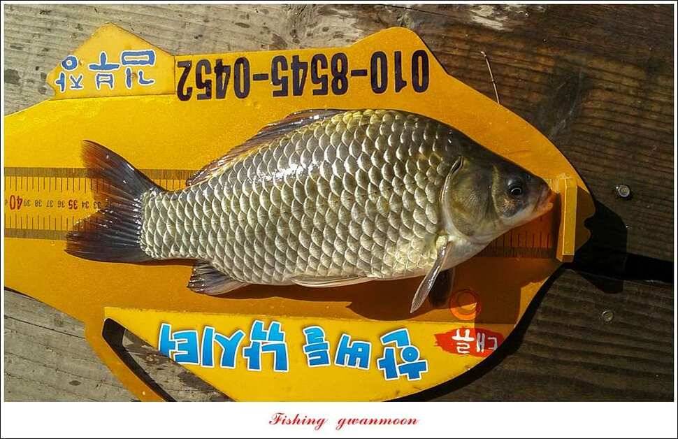 한버들 허리급실리곡 월척 및 마릿수 조황 (조황조행기 - 특파원조황)