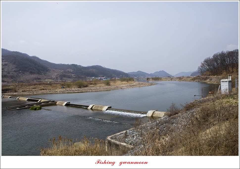 충주호 첫 붕어달천강 월척 (조황조행기 - 특파원조황)