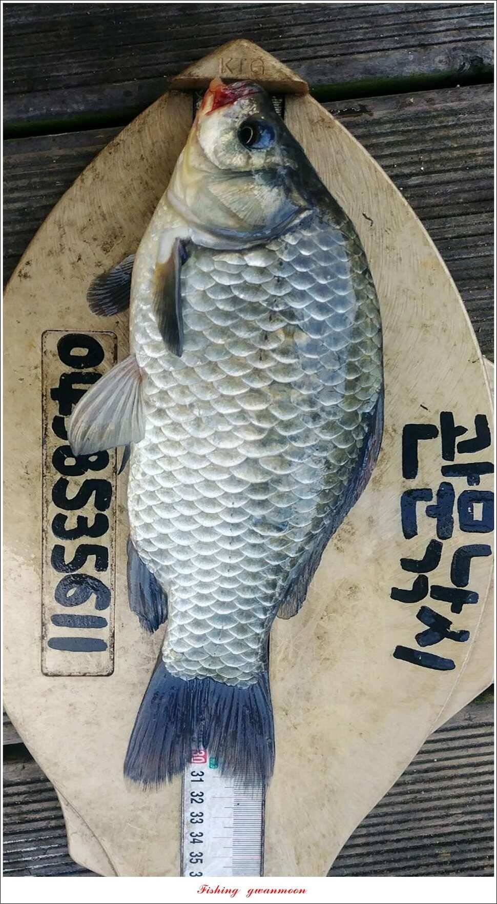 제일 사짜신매돌감 월척 조황 (조황조행기 - 특파원조황)