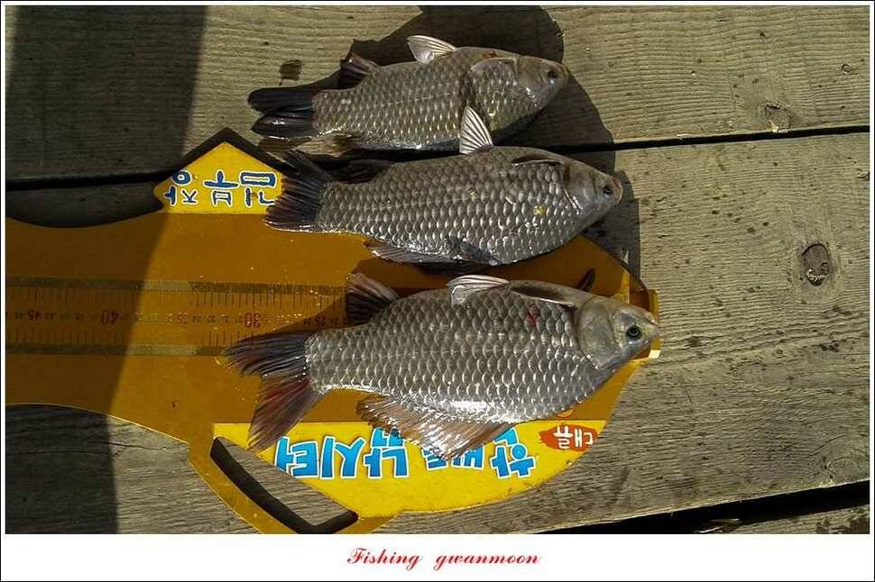 제일 사짜한버들달천강두무소 월척 조황 (조황조행기 - 특파원조황)