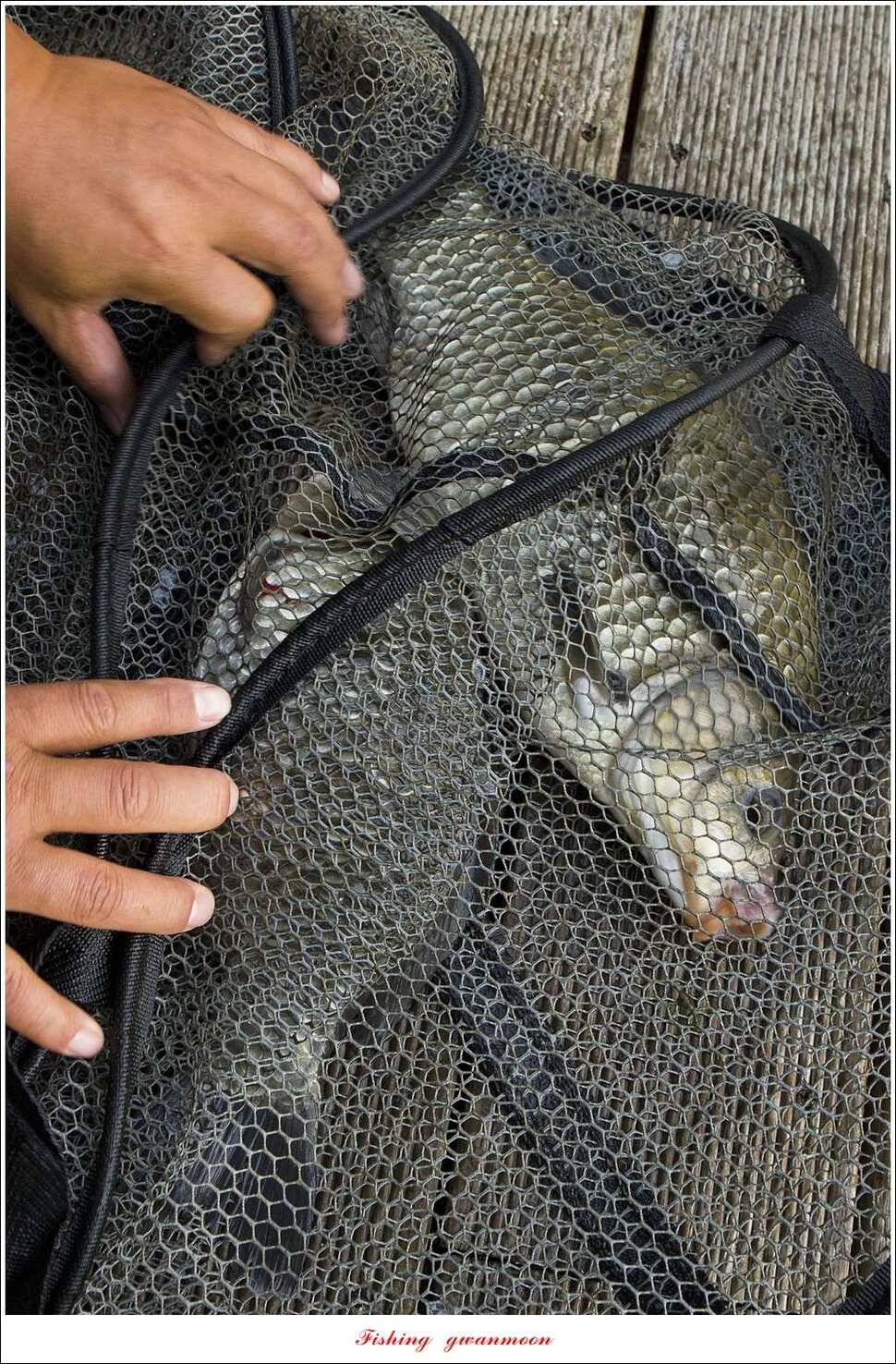 신매 42 cm 돌감 허리급한버들실리곡달천강 월척 조황 (조황조행기 - 특파원조황)