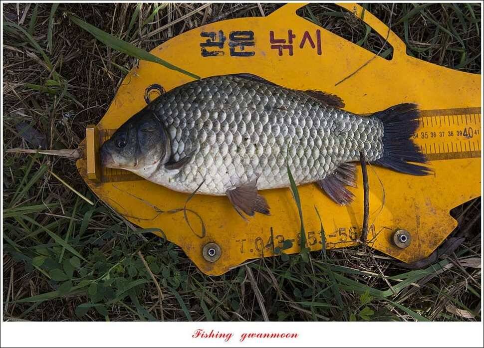 돌감 42cm한버들늘푸른병호달천강 월척 조황 (조황조행기 - 특파원조황)