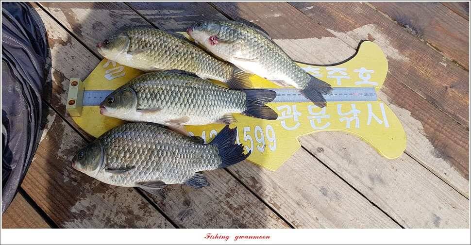 신매 42 cm돌감신리실리곡제일화곡지 조황 (조황조행기 - 특파원조황)
