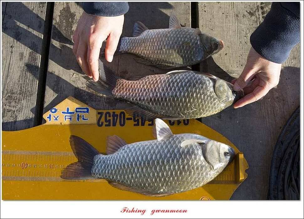실리곡한버들 월척 및 대형 잉어 조황 (조황조행기 - 특파원조황)