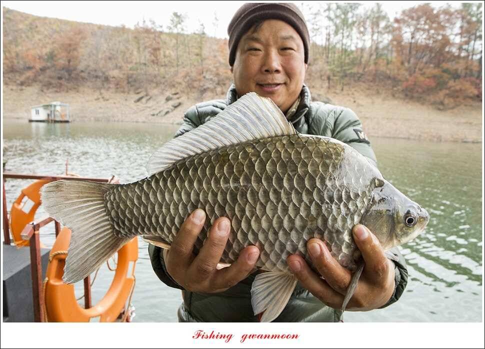 신매 혹부리 445 cm병호 41 cm실리곡한버들두무소 월척 조황 (조황조행기 - 특파원조황)