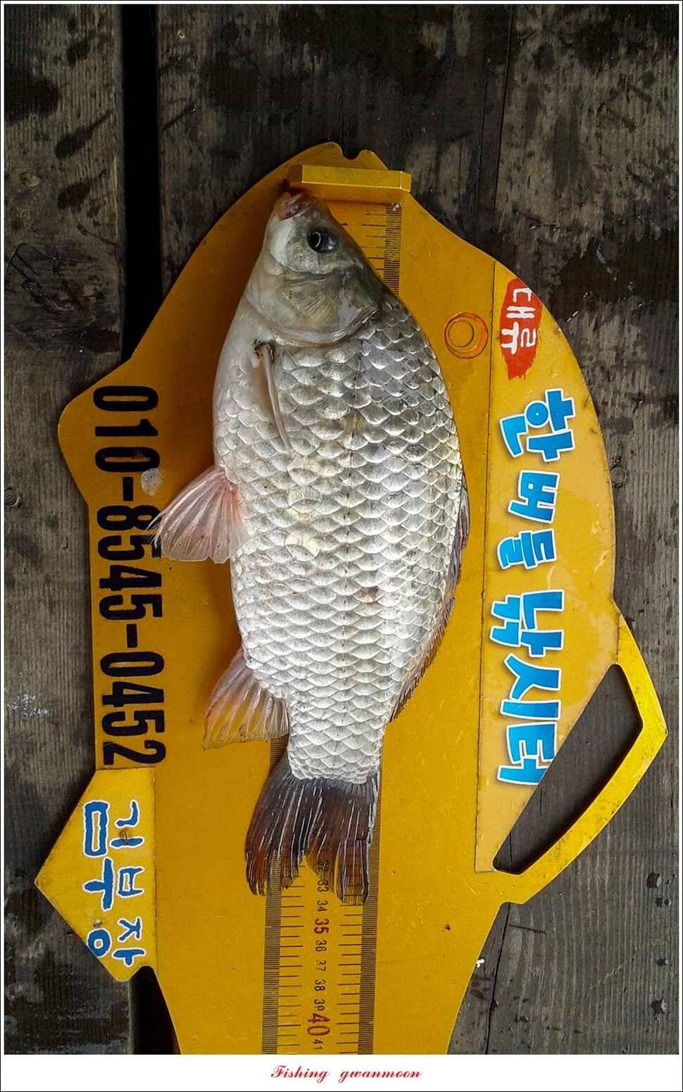 한버들 38 cm 및 마릿수 월척 실리곡 월척 조황 (조황조행기 - 특파원조황)
