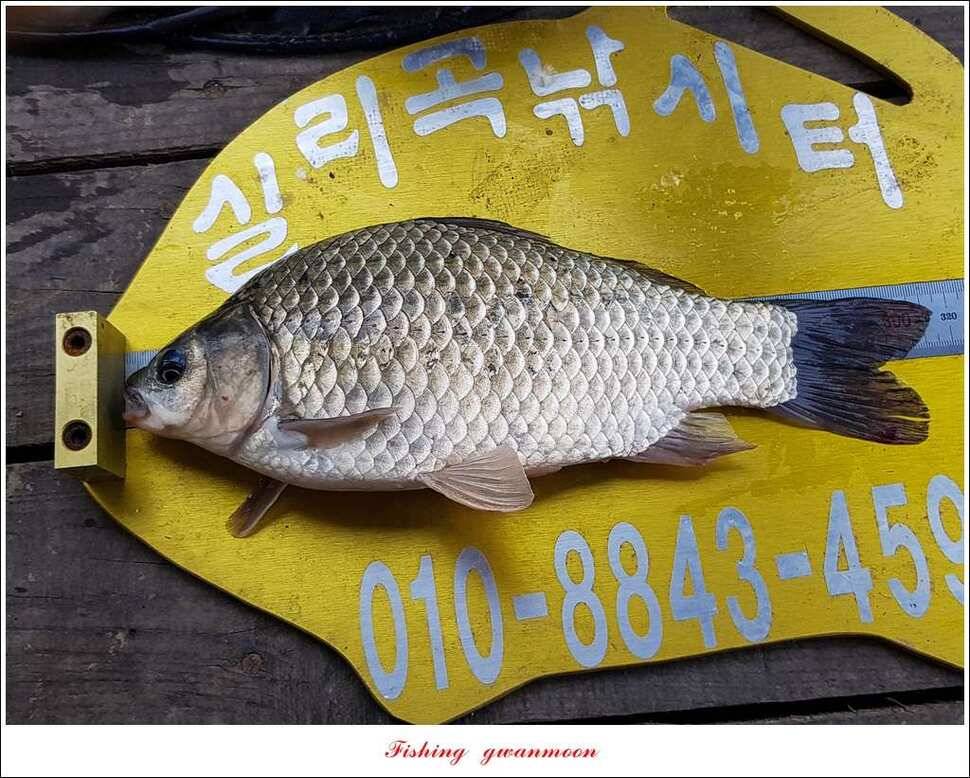 신매실리곡 월척 및 마릿수 조황 (조황조행기 - 특파원조황)