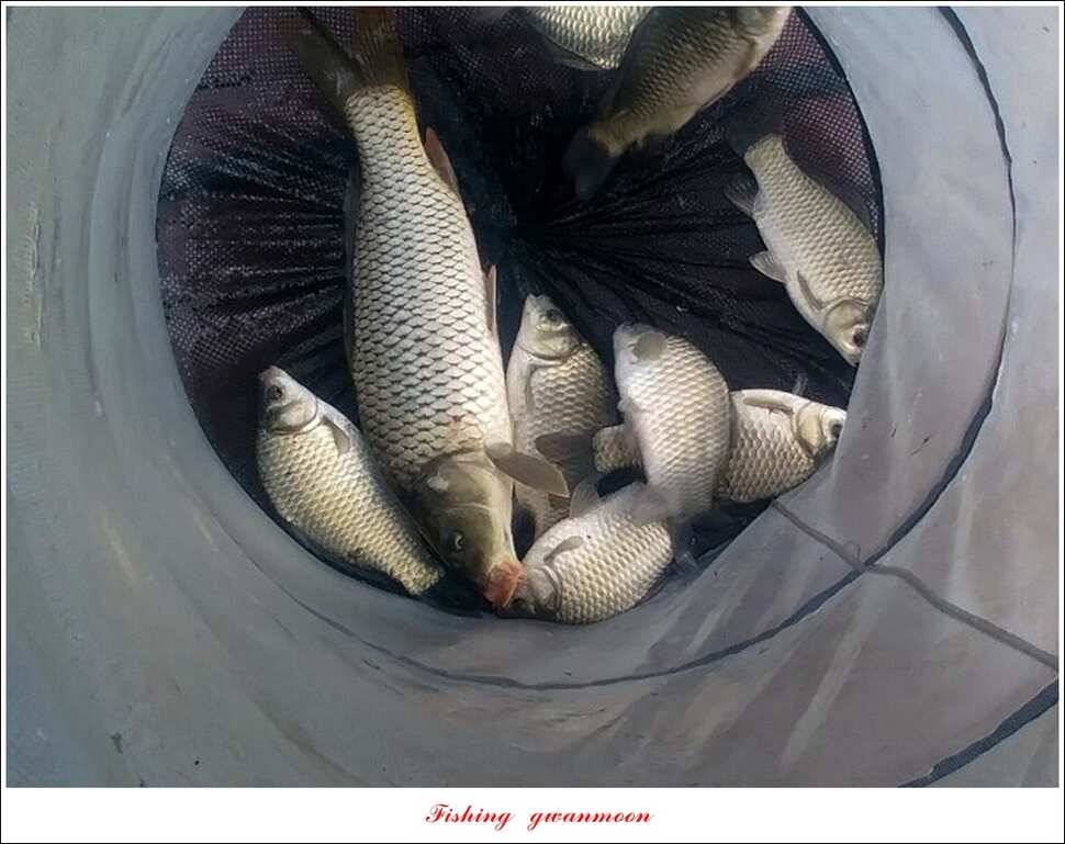 돌감서유석신리실리곡화곡지 조황 (조황조행기 - 특파원조황)
