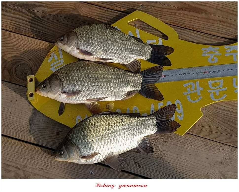 제일 사짜신매 허리급실리곡 허리급 월척 조황 (조황조행기 - 특파원조황)