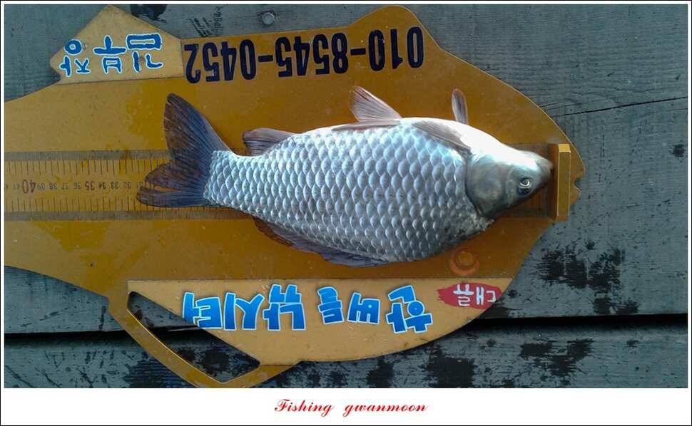 돌감한버들실리곡제일 월척 조황 (조황조행기 - 특파원조황)