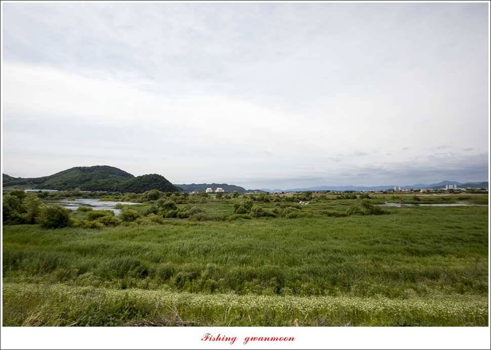 병호 45cm실리곡신리노지 월척 조황 (조황조행기 - 특파원조황)