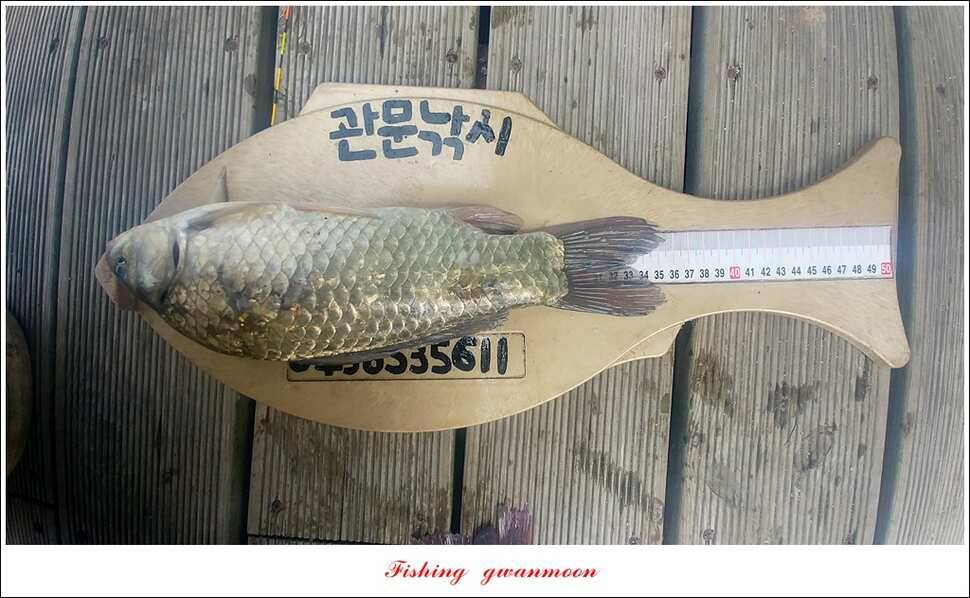 청풍 신리 44 cm 및 마릿수 월척 신매 월척 조황 (조황조행기 - 특파원조황)