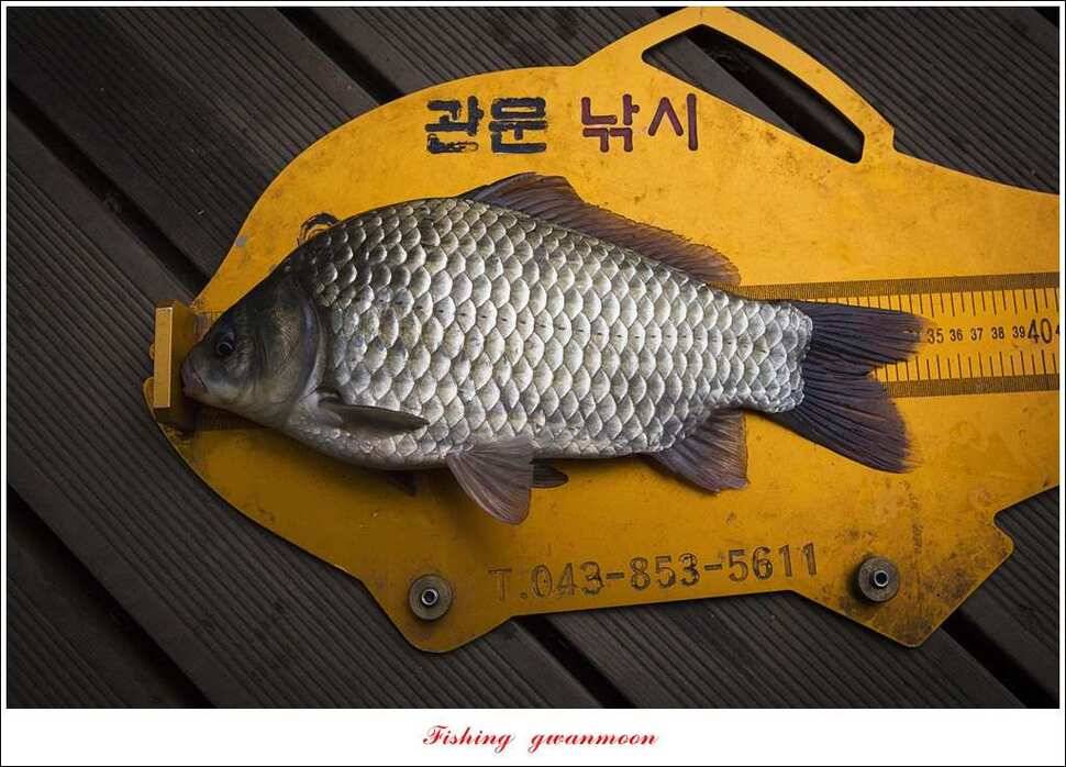 늘푸른실리곡한버들 월척 조황 (조황조행기 - 특파원조황)