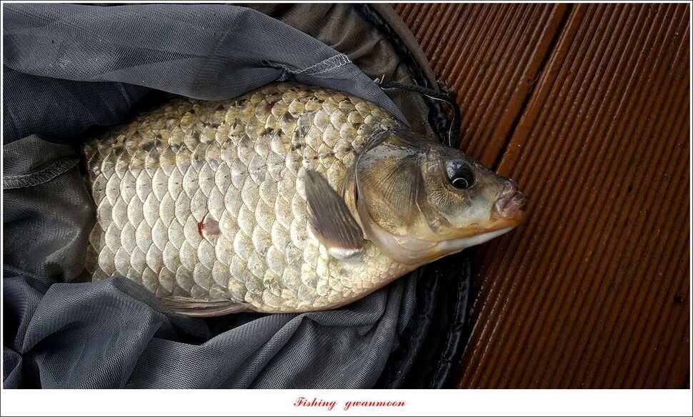 청풍 신리 39 cm 및 월척 조황 (조황조행기 - 특파원조황)