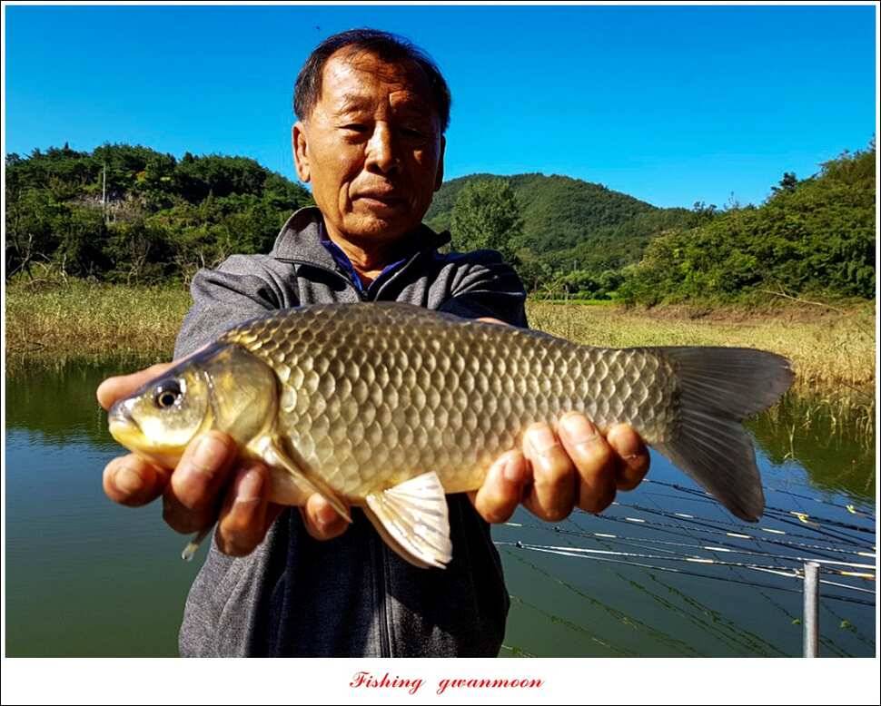 칠성지 43 cm화곡지한버들실리곡 조황 (조황조행기 - 특파원조황)