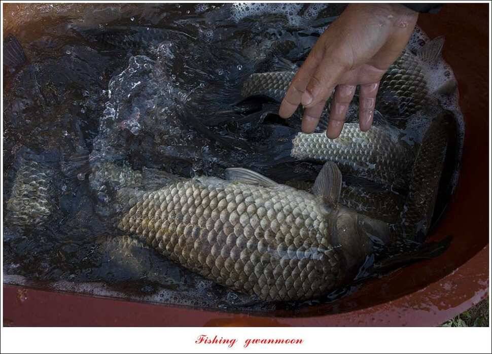 한버들 45 cm 외 사짜사짜 대박 (조황조행기 - 특파원조황)