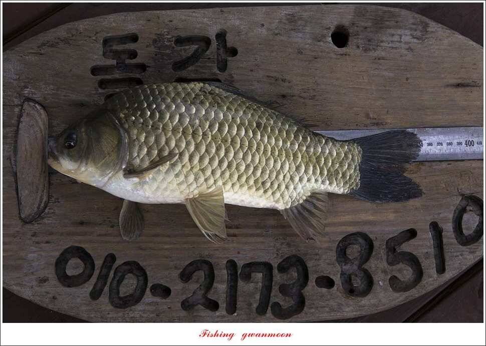 신매 43 cm42 cm 대물돌감좌대 월척 조황 (조황조행기 - 특파원조황)