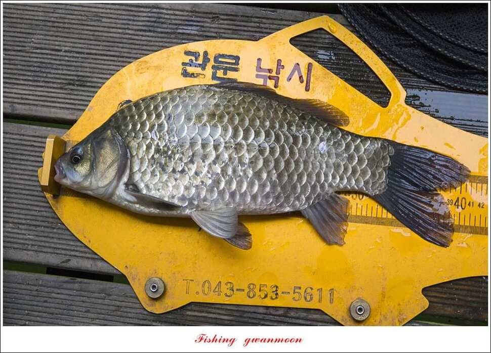 신매 41 cm 대물 조황 (조황조행기 - 특파원조황)