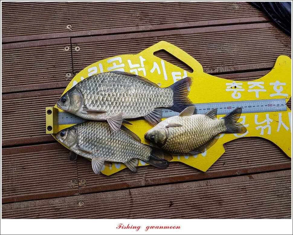 한버들실리곡매전지 조황 (조황조행기 - 특파원조황)