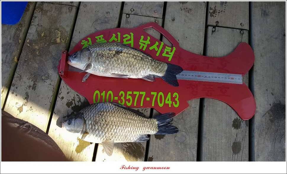 청풍 신리 43 cm돌감한버들실리곡 월척 조황 (조황조행기 - 특파원조황)