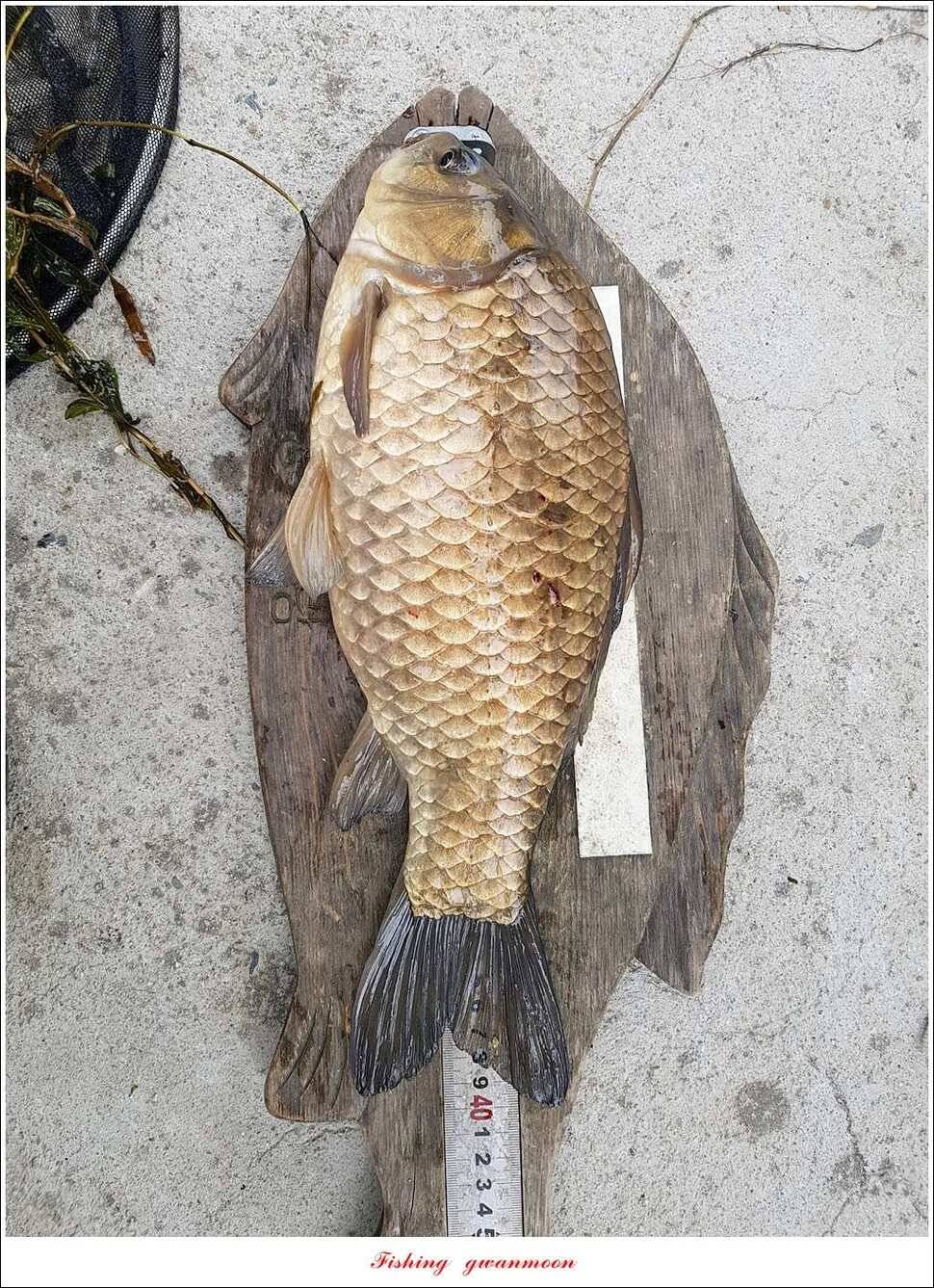 실리곡 사짜화곡지 사짜한버들 38cm 조황 (조황조행기 - 특파원조황)