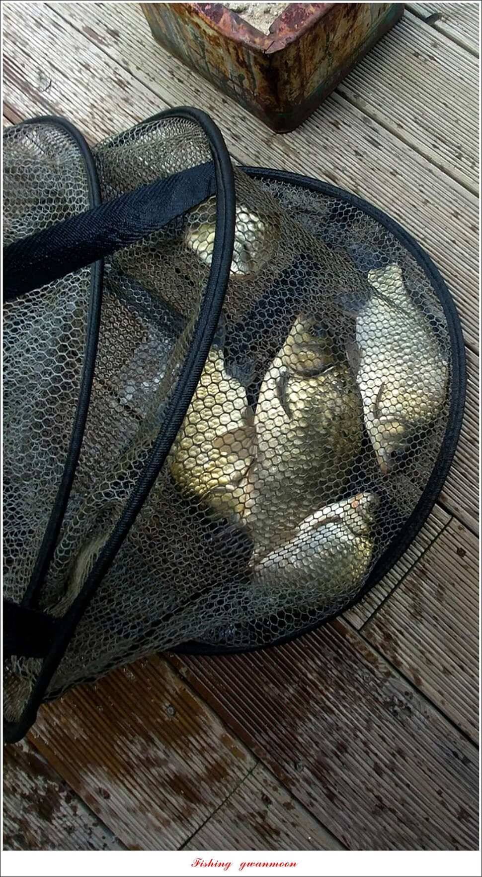 제일 사짜신매돌감 월척 조황 (조황조행기 - 특파원조황)